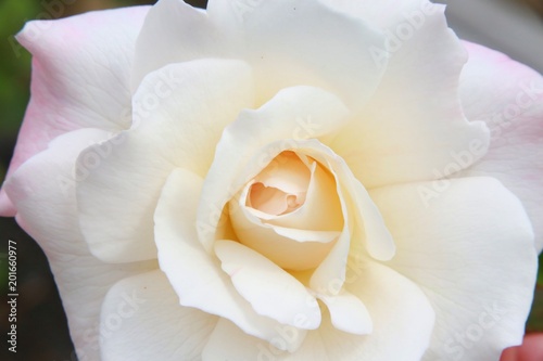 Photos Closeup of White Rose with Pink and Yellow Center Surrounded by Green Leaves at