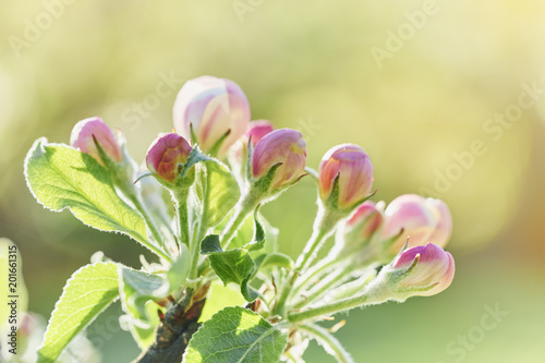 Blooming flowers of apple tree. Close up of apple buds and bright sunny natural background
