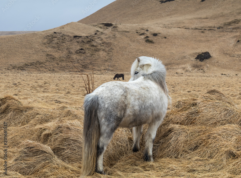 Fototapeta premium Icelandic Pony