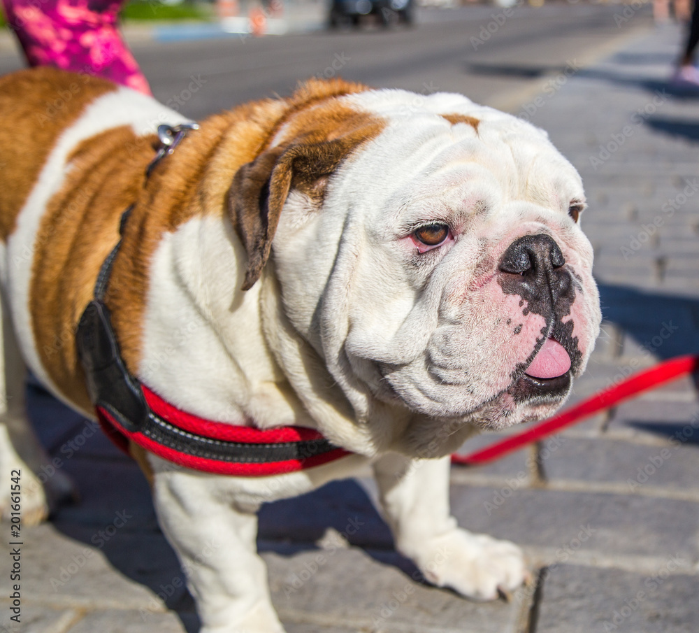 British or English Bulldog:  Magnificent full blooded British or English bulldog hangs out in downtown Mongtomery, Alabama after the Brest Cancer Walk of Life.