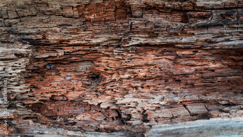 Wooden dark background eaten by termites old weathered wooden surface with termites holes in it Wooden dark background eaten by termites old weathered wooden surface with termites holes in it