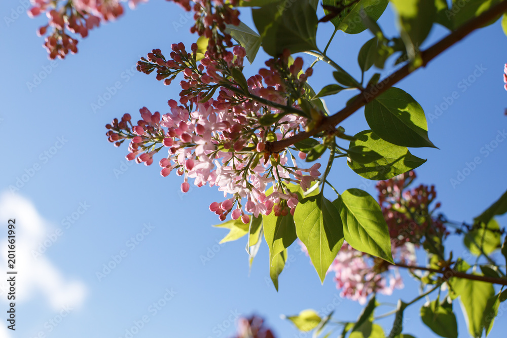 lilac lilac