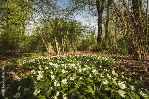 flowers blossoming in springtime