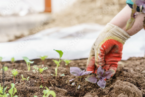 Gardener. Planting of basil in organic garden, purple basil and shovel in female hands. Gardening in springtime.