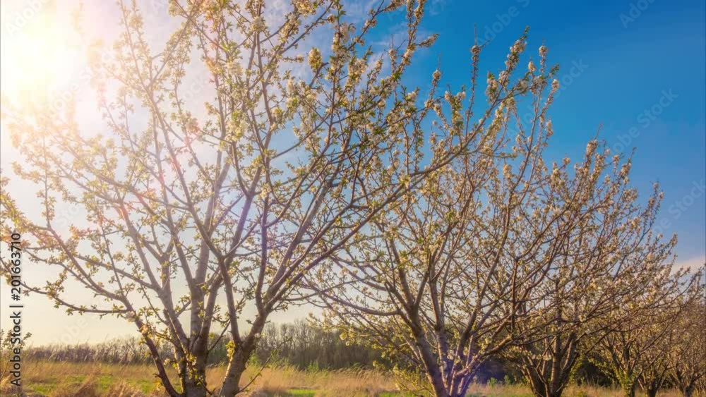 Row of blossom spring orchards on the field in sunny day. Time lapse. Zoom out effect Row of blossom spring orchards on the field in sunny day. Time lapse. Zoom out effect