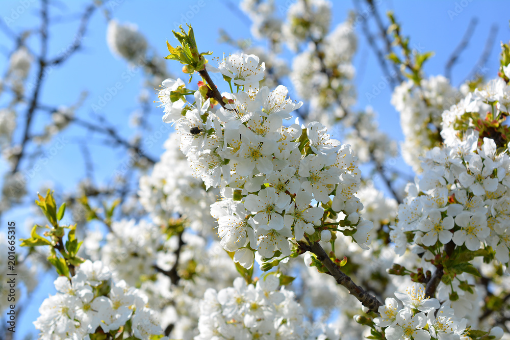Sweet white flowers blooming cherry-tree, cherries in the spring garden. Blossoming fruit tree. Sweet white flowers blooming cherry-tree, cherries in the spring garden. Blossoming fruit tree.