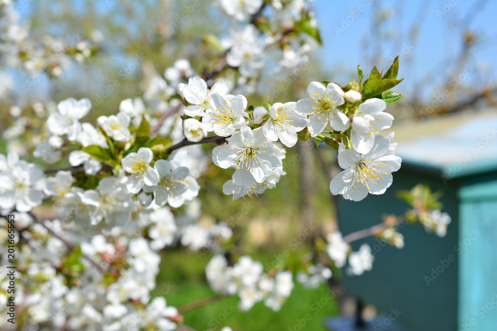 Sweet white flowers blooming cherry-tree, cherries in the spring garden. Blossoming fruit tree. Sweet white flowers blooming cherry-tree, cherries in the spring garden. Blossoming fruit tree.