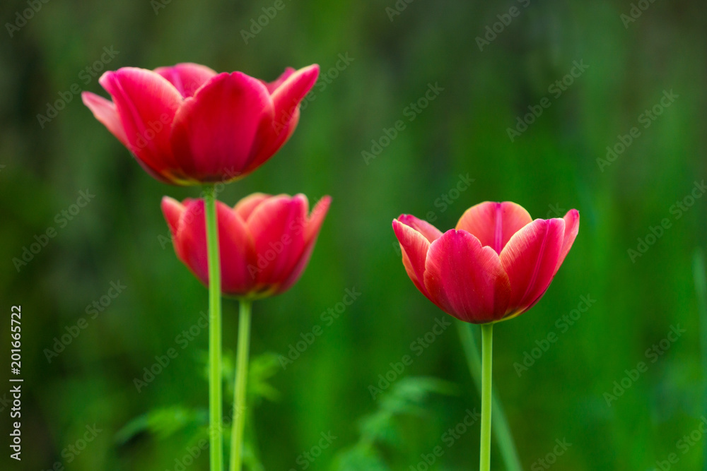 Wunderschöne Rote Tulpen im Frühling 