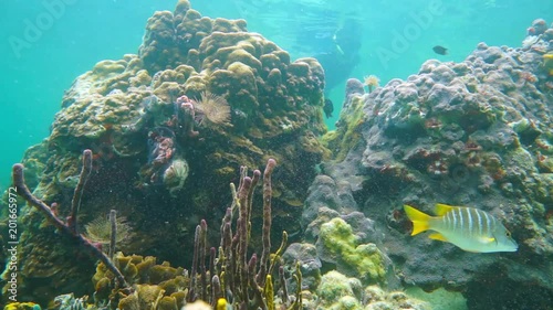 Underwater reef marine life with great star corals and a man snorkeling in background, Caribbean sea, Panama, Central America, 50fps
 photo