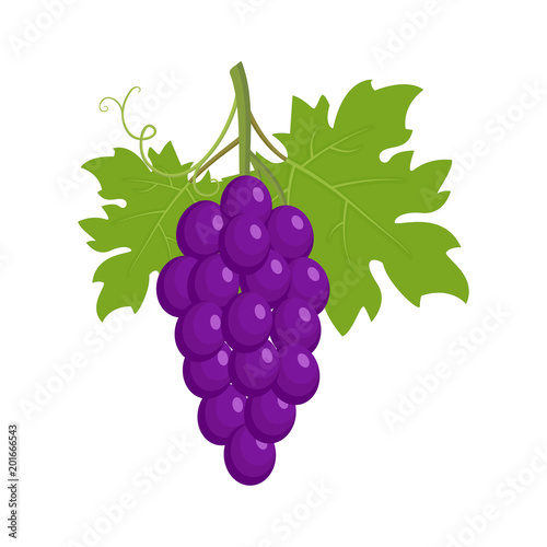 Bunch of purple grapes