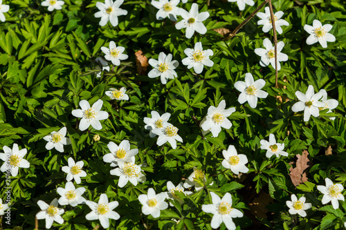 Vitsippor en solig vårdag