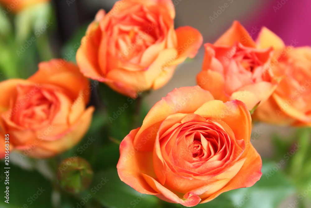 Beautiful bouquet of red and white roses close-up. Background. Beautiful bouquet of red and white roses close-up. Background.