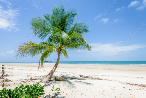 Magical palm trees view on warm summer day at a relaxing beach with white sand and crystal clear water and a rain forest in the background with coconut palms near wild ocean sea  Daintree  Australia