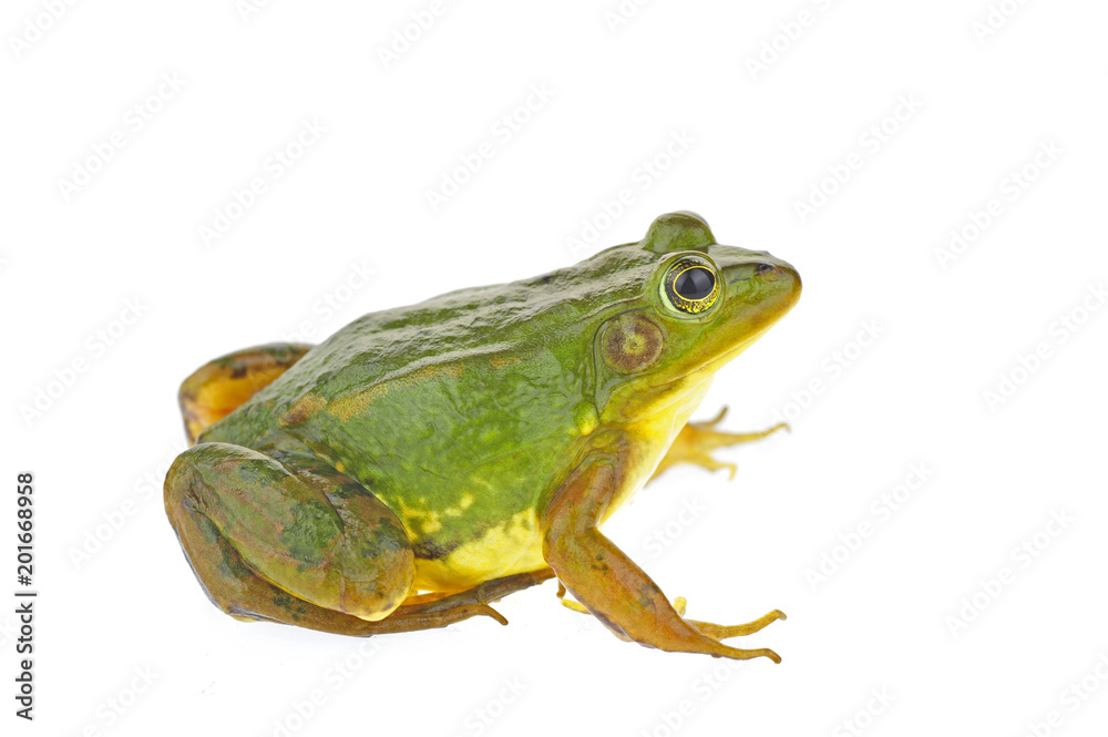 Fototapeta premium Frog isolated on a white background
