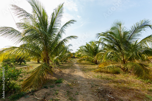 A rural dirt road between wide undersized palms.