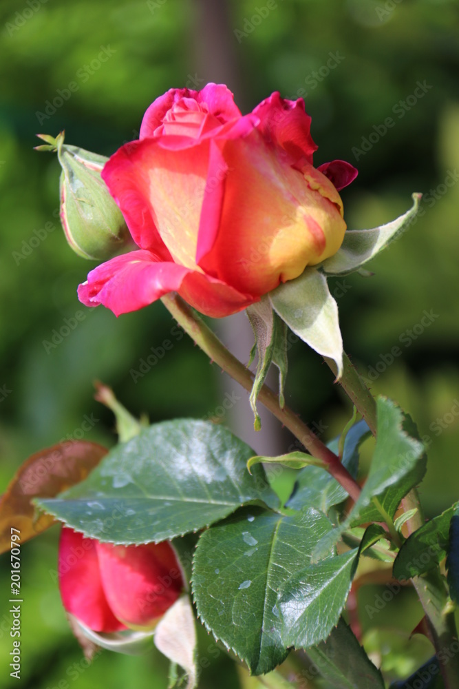 Rose blossom red yellow Rose blossom red yellow