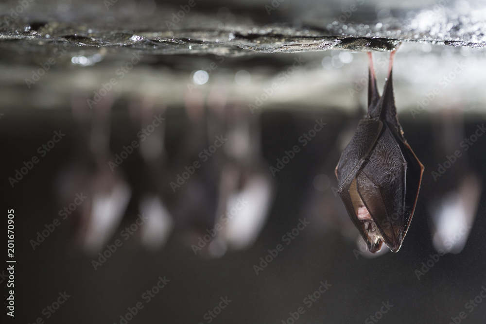 Close up group of small sleeping horseshoe bat covered by wings, hanging upside down on top of cold natural rock cave while hibernating. Wildlife photography. Creatively illuminated blurry background.