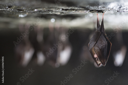 Obraz na płótnie Close up group of small sleeping horseshoe bat covered by wings, hanging upside down on top of cold natural rock cave while hibernating. Wildlife photography. Creatively illuminated blurry background. w salonie