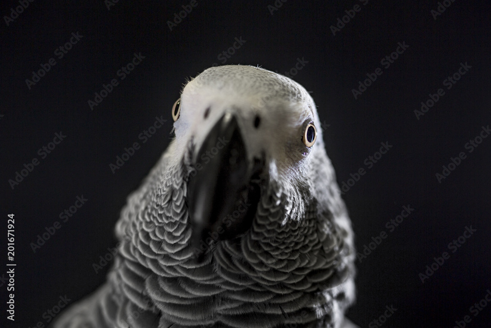 Fototapeta premium Close up African grey parrot (Psittacus erithacus) head portrait during concentrating on speak by clever repeating talk. Face scene of intelligent gray bird on blank black background with empty space.