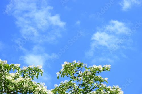 Obraz na płótnie 青空となんじゃもんじゃの花 w salonie