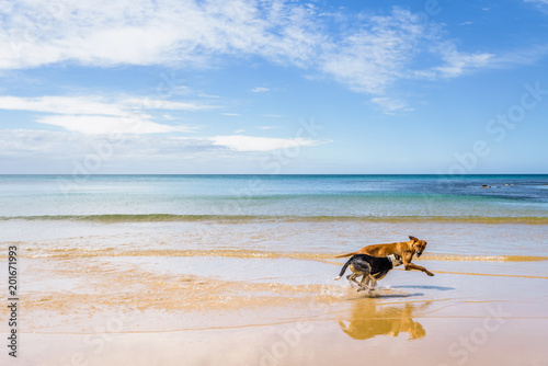 Port Melbourne, Victoria, Australia: Dogs playing at beach of australian blue sea near port of city harbour with cruise ship Sprit of Tasmania at shore and white gull jetty to beach bay