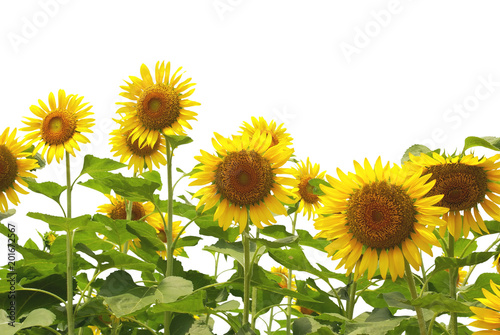sunflower  isolated on white background