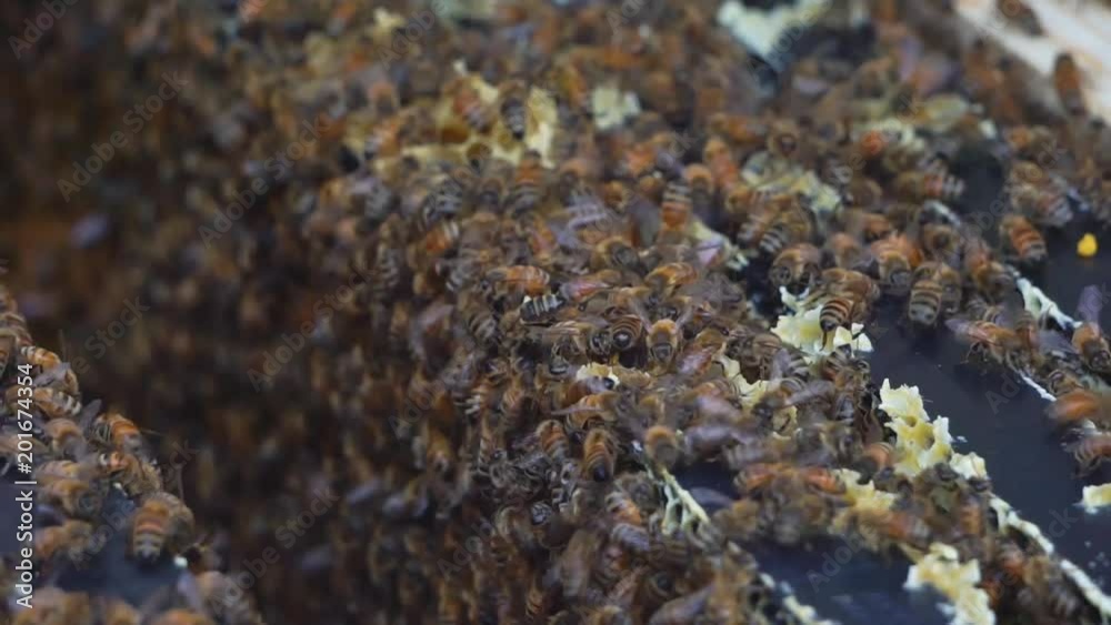A view of honeybees in a beehive. A view of honeybees in a beehive.