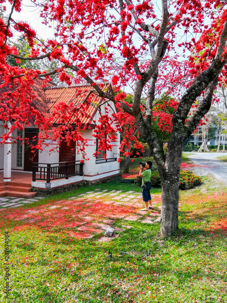 Naklejka premium little boy photographing under red tree