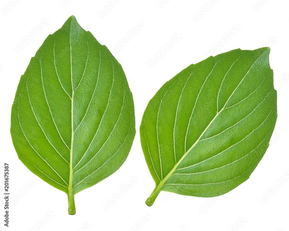 Obraz premium Basil leaves isolated on white background