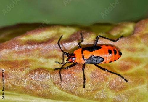 A small orange milkweed bug nymph  (Oncopeltus fasciatus) sitting on a milkweed plant. These insects are mildly toxic and can make animals sick that eat them.