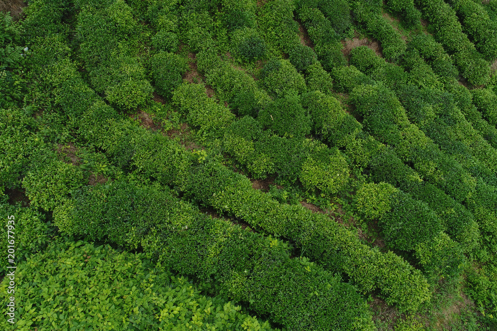 Aerial view of growing green tea plants in spring mountains