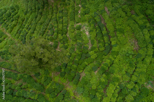 Aerial view of growing green tea trees in spring mountains