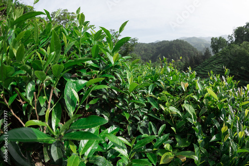 Growing green tea plants in spring mountains