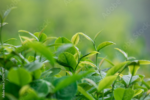 Growing green tea plants in spring mountains