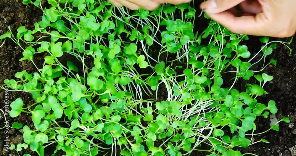 Planting a tree for save world and natural , clean ecology in natural Planting a tree for save world and natural , clean ecology in natural
