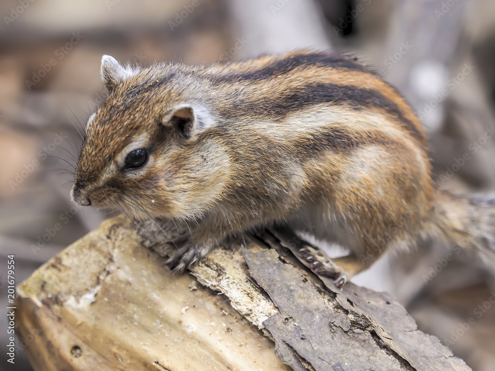Chubby cheeks chipmunk
