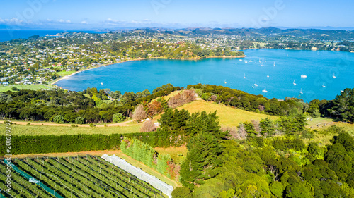 Aerial view on a vineyard on the shore of sunny harbour with residential suburbs on the background. Waiheke Island, Auckland, New Zealand.
