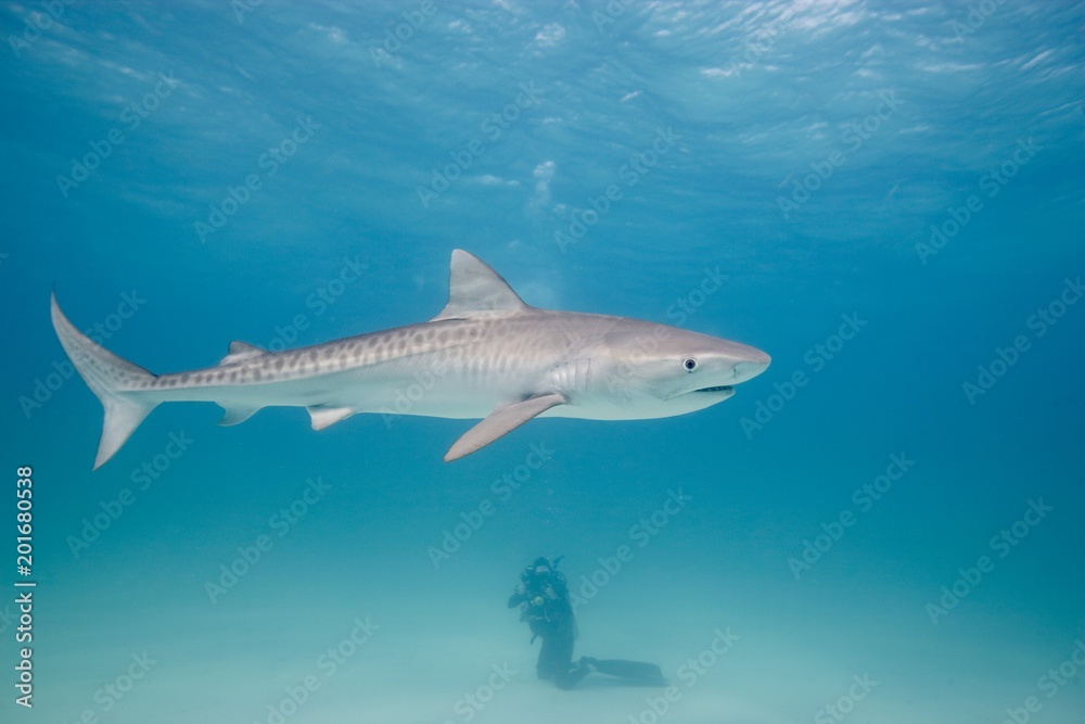 Fototapeta premium Tiger Shark and scuba diver
