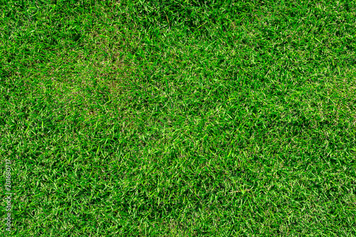 Green grass texture background, Green lawn for background