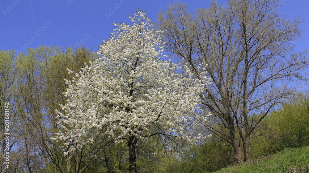 Colorful Of Spring Cherry Blooming With Young leaves And Warm Sunshine In Germany Colorful Of Spring Cherry Blooming With Young leaves And Warm Sunshine In Germany