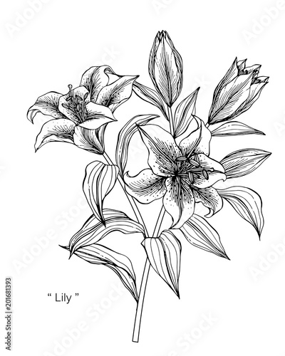 Fototapeta Naklejka Na Ścianę i Meble -  Lily flower drawing illustration.