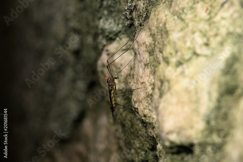 Caoboride / Chaoboridae
