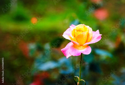 Roses  Focus on pink roses in the front garden  Blur the dark green background  Retro style