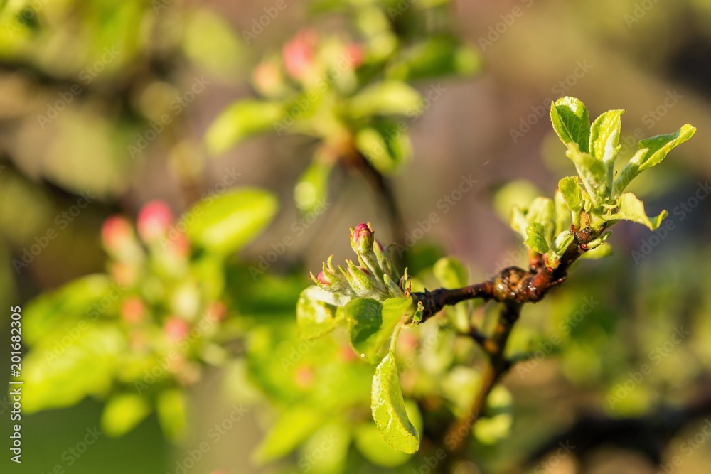 apple tree blooming