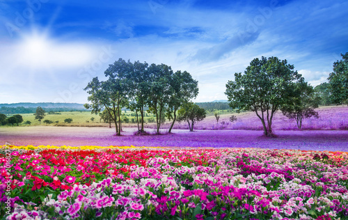 Meadow with blooming flowers in summer garden with fantastic colours