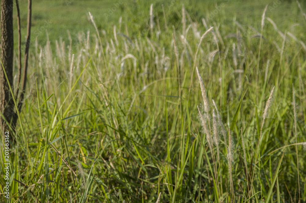 Beautiful of green field with natural soft light in garden outdoor at Chiangmai,Thailand. Beautiful of green field with natural soft light in garden outdoor at Chiangmai,Thailand.