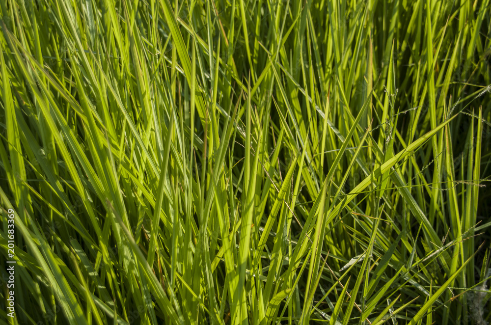 Beautiful of green field with natural soft light in garden outdoor at Chiangmai,Thailand. Beautiful of green field with natural soft light in garden outdoor at Chiangmai,Thailand.