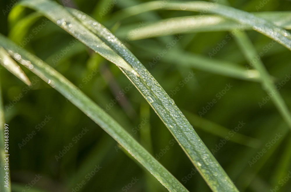 Beautiful of green field with natural soft light in garden outdoor at Chiangmai,Thailand. Beautiful of green field with natural soft light in garden outdoor at Chiangmai,Thailand.