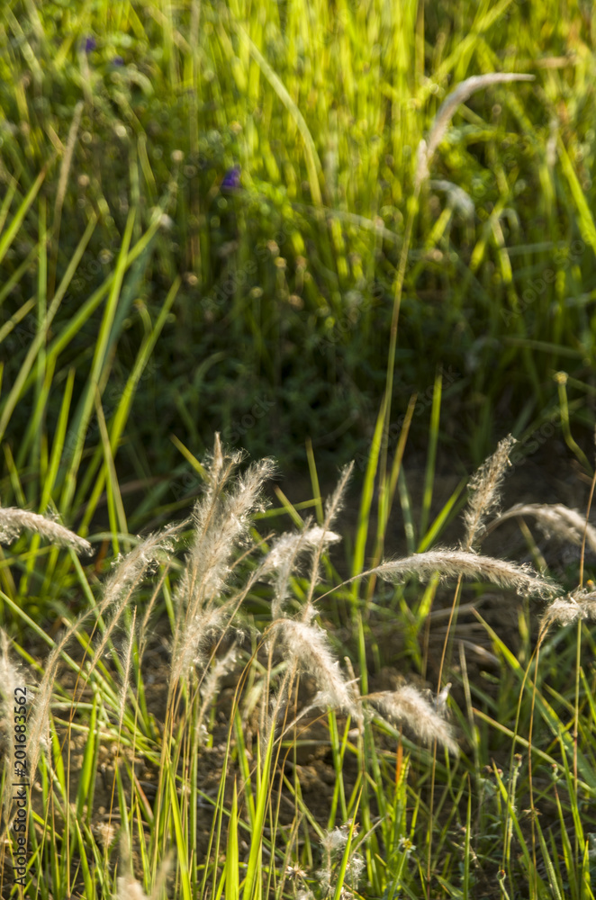 Beautiful of green field with natural soft light in garden outdoor at Chiangmai,Thailand. Beautiful of green field with natural soft light in garden outdoor at Chiangmai,Thailand.