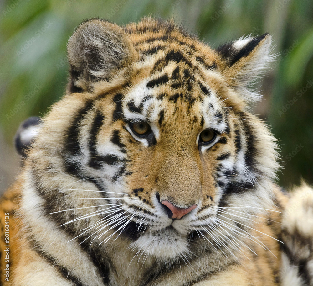Cute tiger cub Stock Photo | Adobe Stock